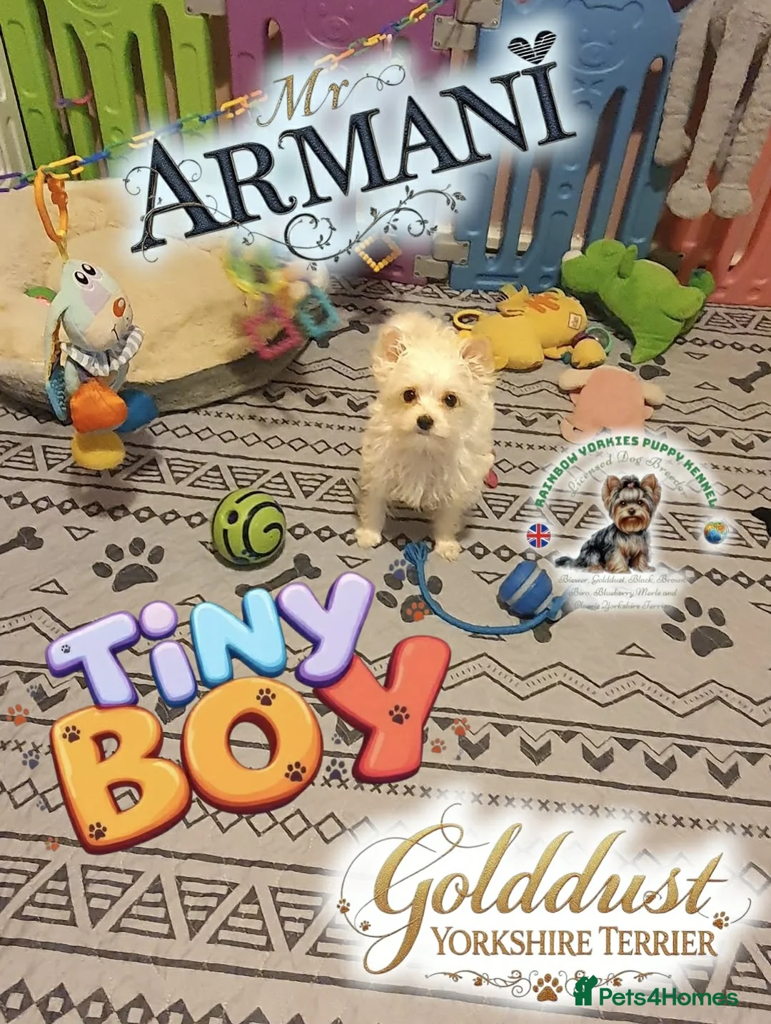 Yorkshire Terrier dogs for sale: 🐾A little treasure looking for his forever person - Advert 1