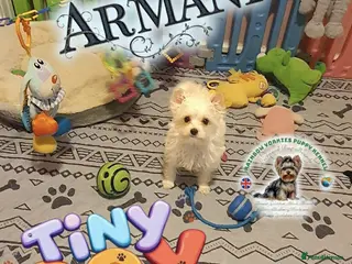 Yorkshire Terrier dogs 🐾A little treasure looking for his forever person - Advert 5