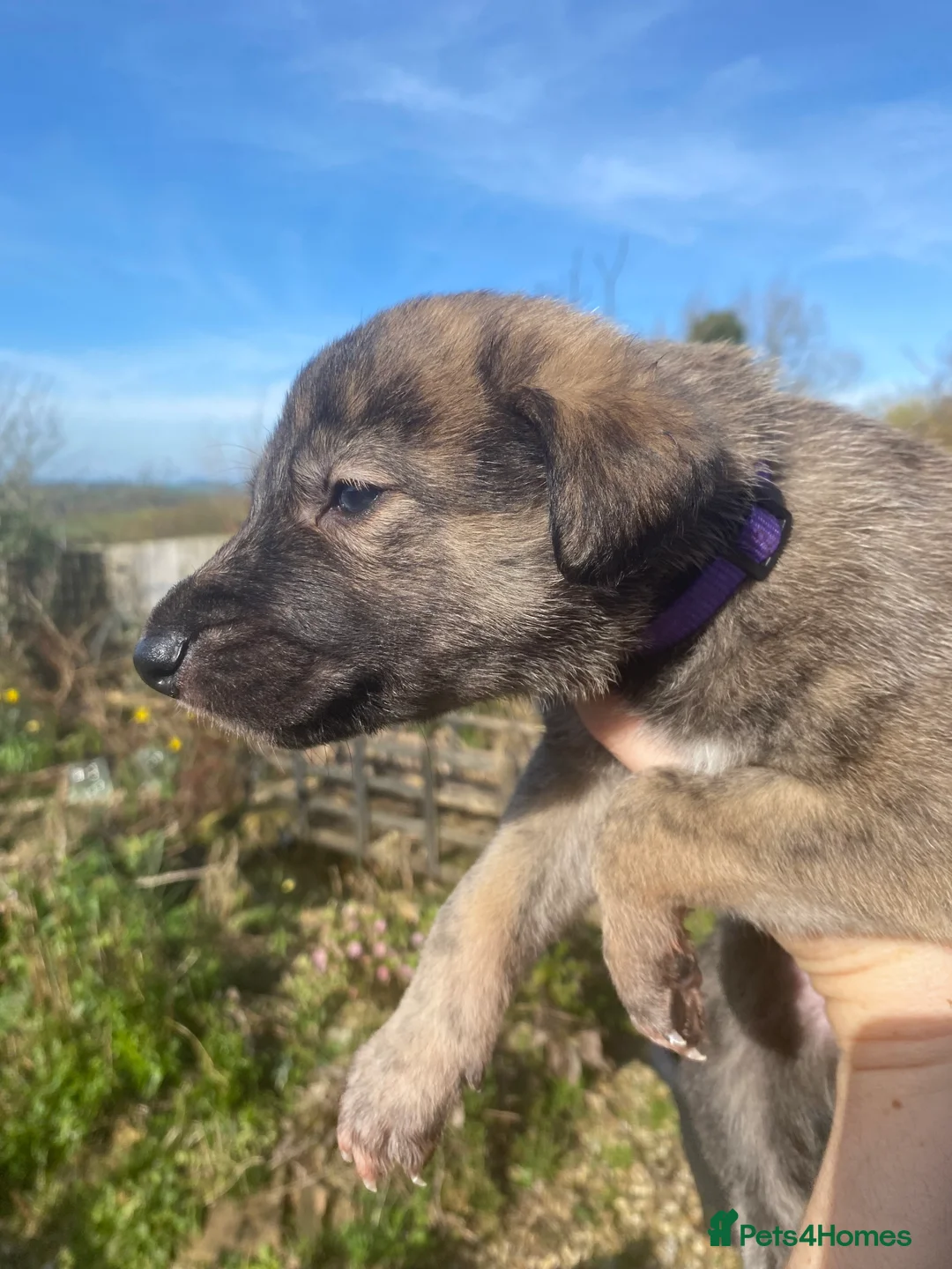 Lurcher dogs for sale: 6 Stunning Lurcher Pups Available 23rd March - Advert 6