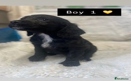Cockapoo dogs for sale: Cockapoos puppy’s 🐶🐾 - Image 2