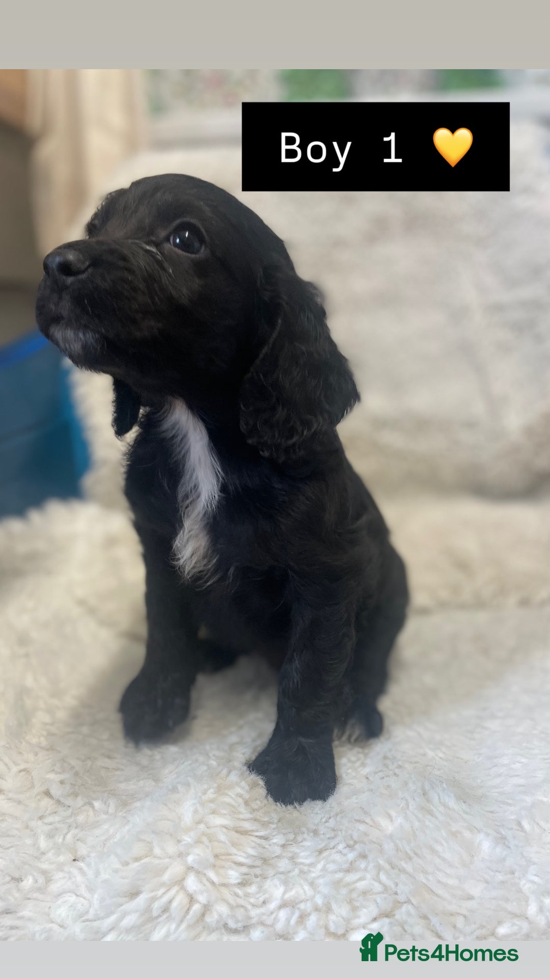 Cockapoo dogs for sale: Cockapoos puppy’s 🐶🐾 - Image 2