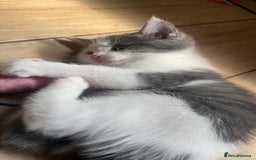 Domestic Shorthair cats for sale: 5 kittens available now  - Image 4