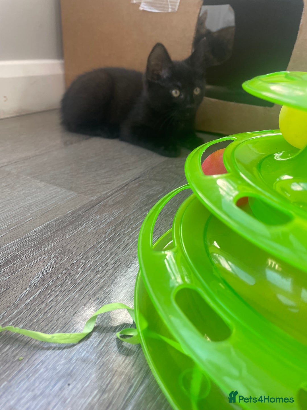 Brazilian Shorthair cats for sale: Little black rescue kitten - Image 8