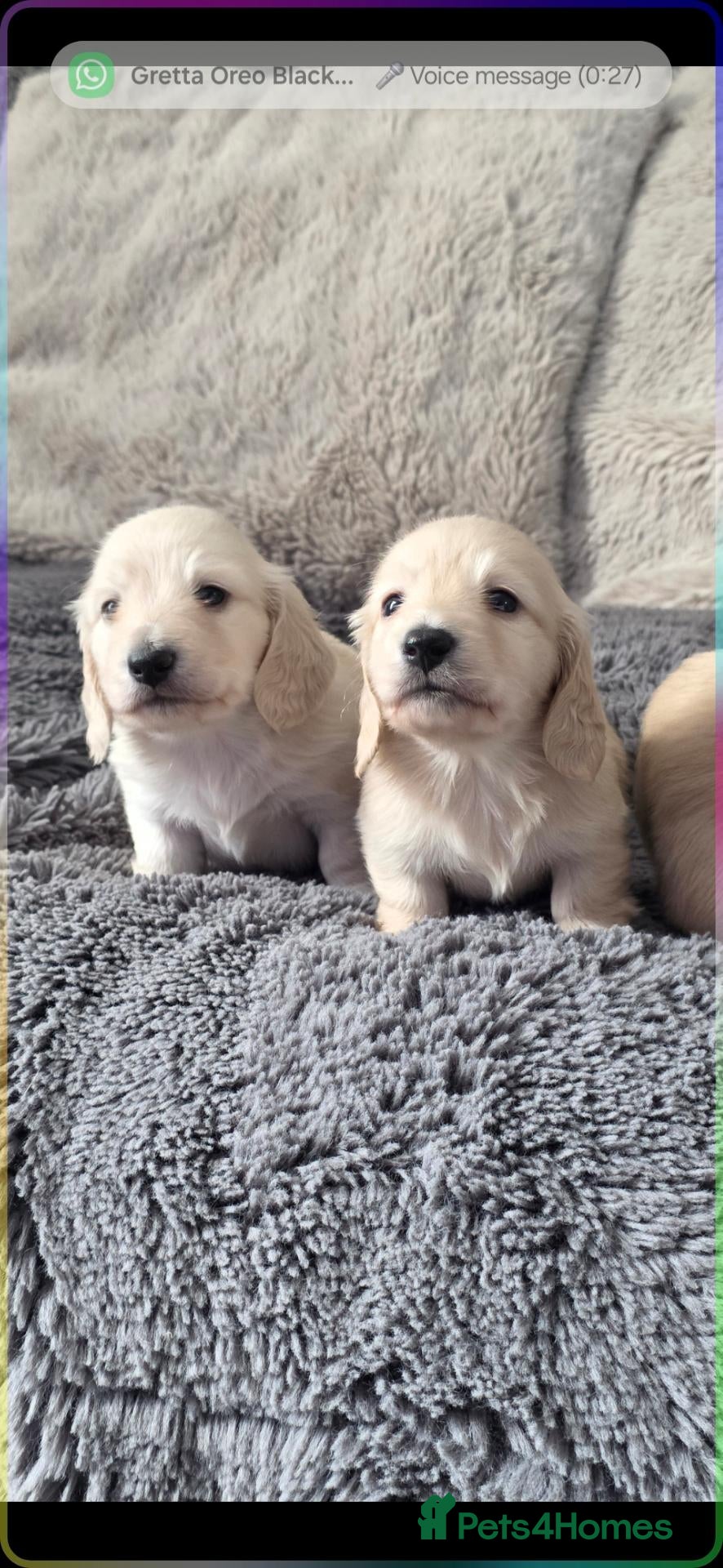 Miniature Dachshund dogs Clear cream miniature long-haired Dachshunds - Advert 1