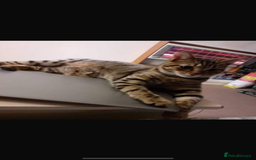 Bengal cats for sale: Adorable kittens mixed Bengal - Image 5