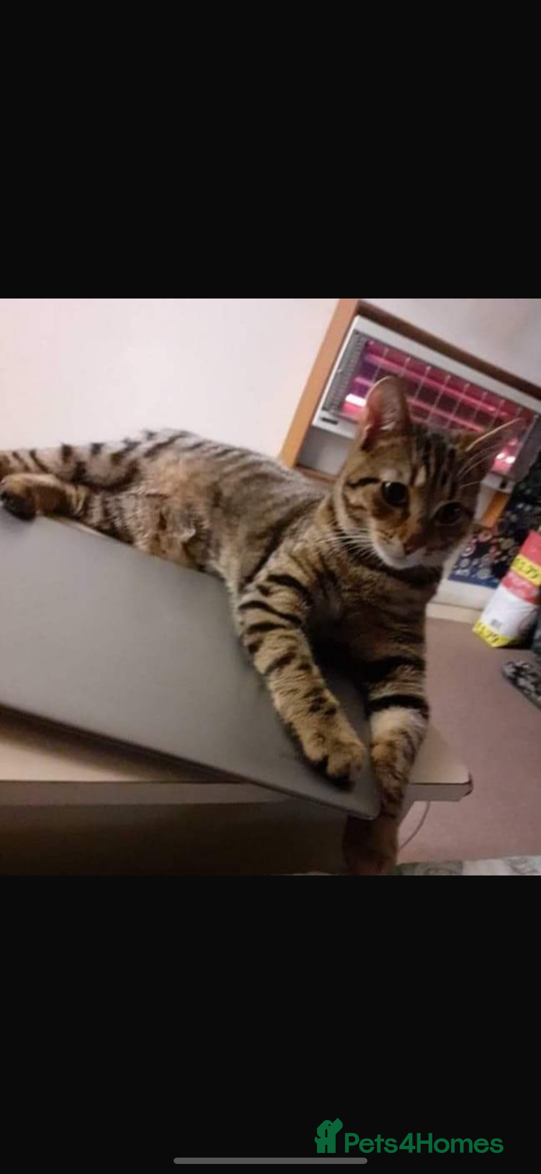 Bengal cats for sale: Adorable kittens mixed Bengal - Image 5