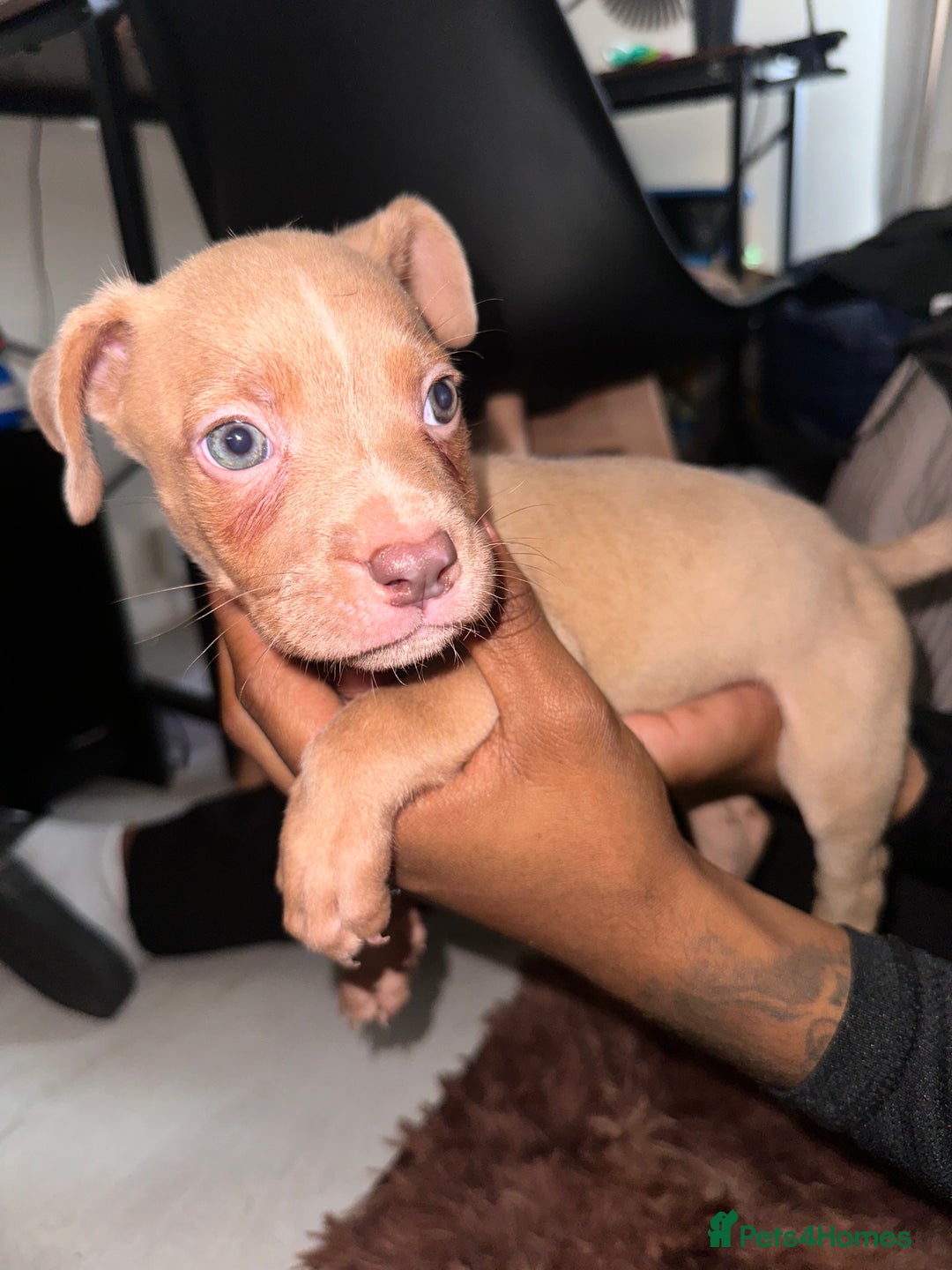 Mixed Breed dogs for sale: Mixed breed for cheap  - Image 10
