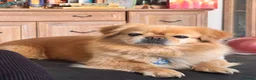 Pekingese dogs for sale: Puppies  in Portsmouth - Advert 15