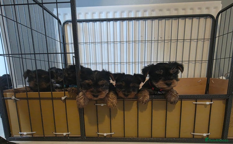 Yorkshire Terrier dogs - Advert 6