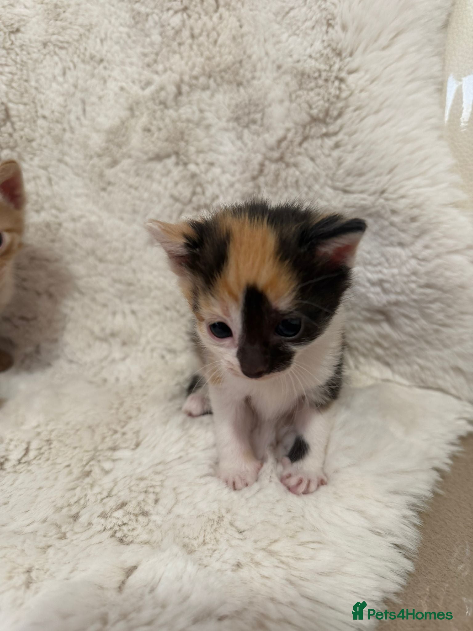 Mixed Breed cats Gorgeous kittens for sale - Advert 2