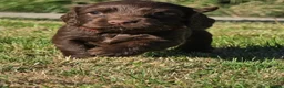 Cocker Spaniel dogs for sale: Beautiful cocker spaniel puppy’s  in Liskeard - Advert 9