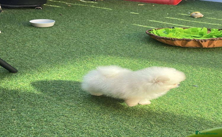 Pomeranian dogs - Advert 1