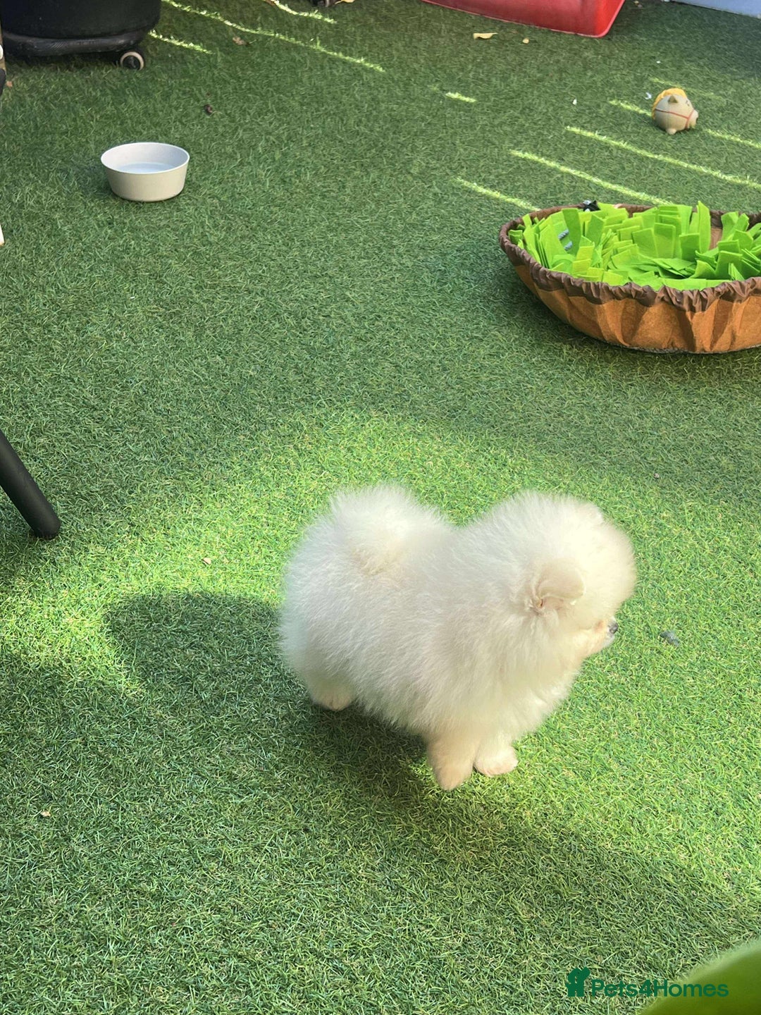 Pomeranian dogs for sale: Our little white baby girl - Image 1
