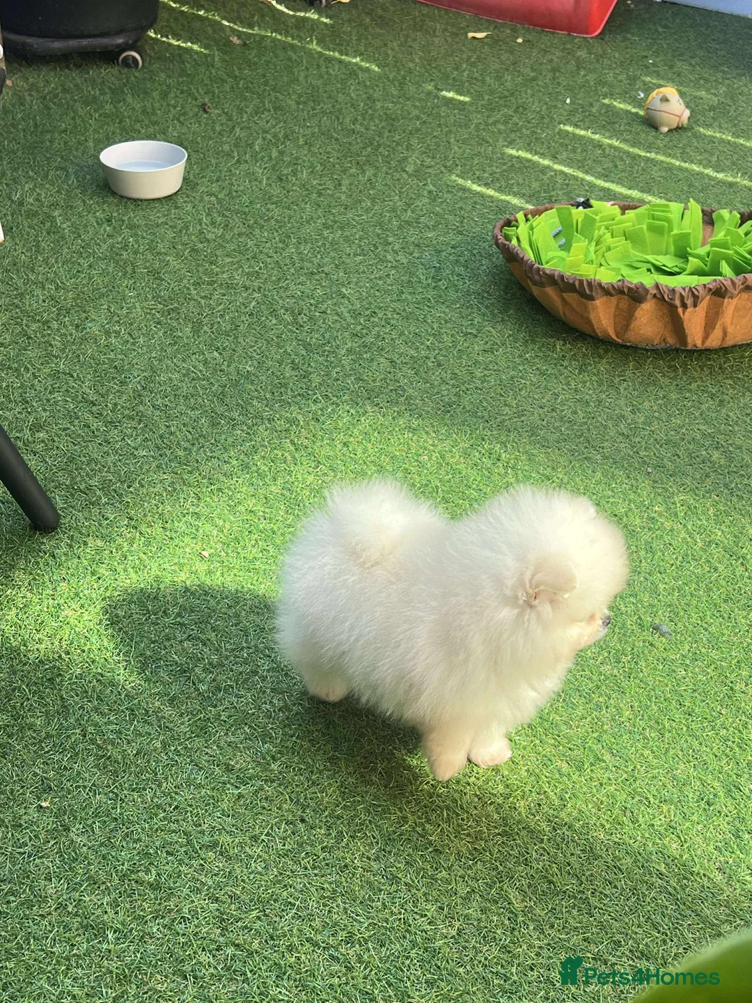 Pomeranian dogs for sale: Our little white baby girl - Advert 1