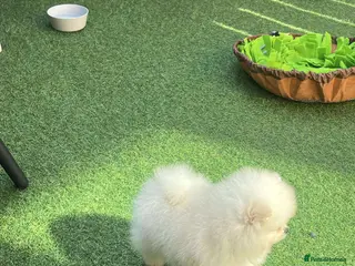 Pomeranian dogs for sale: Our little white baby girl - Advert 2