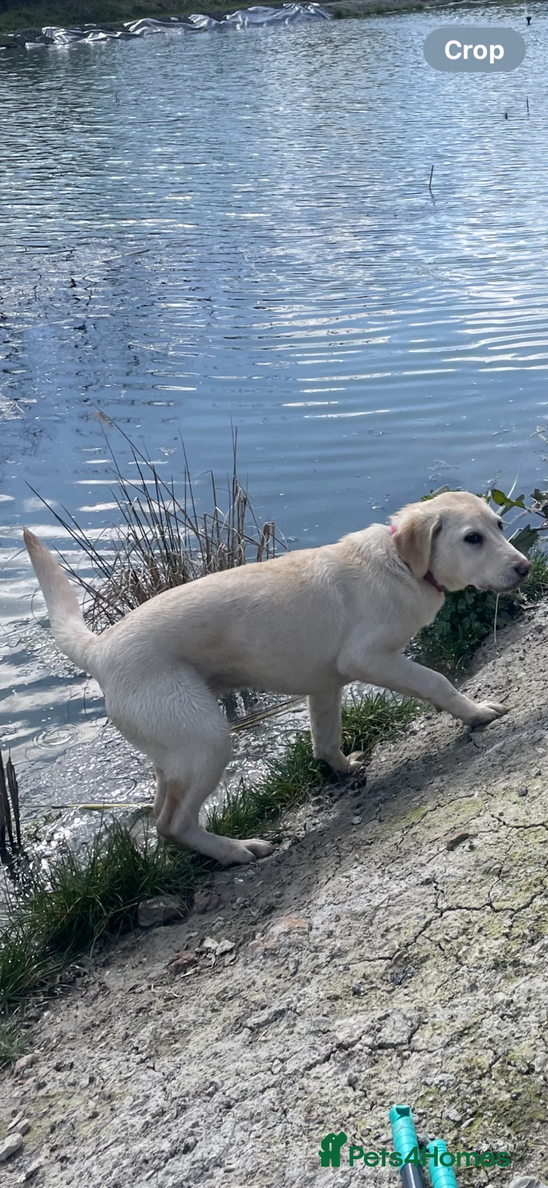 Labrador Retriever dogs for sale: Are beautiful girl Luna - Advert 3