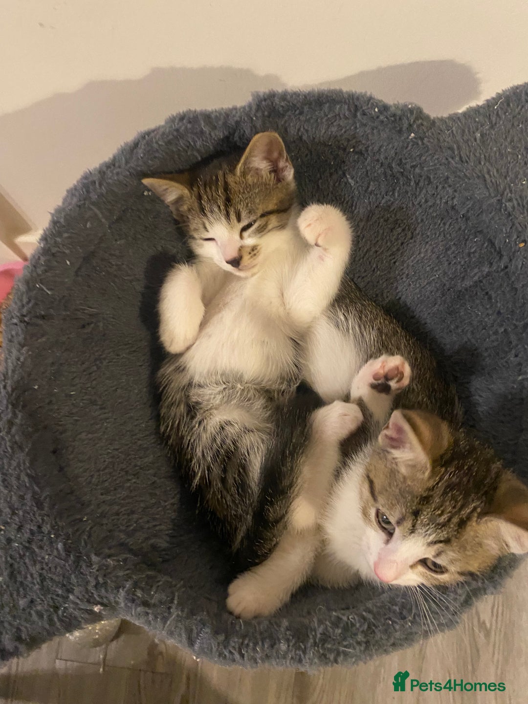 Mixed Breed cats for sale: Male and female kitten for sale - Advert 1