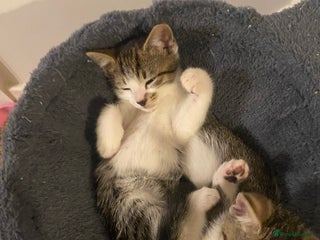 Mixed Breed cats Male and female kitten for sale - Advert 1