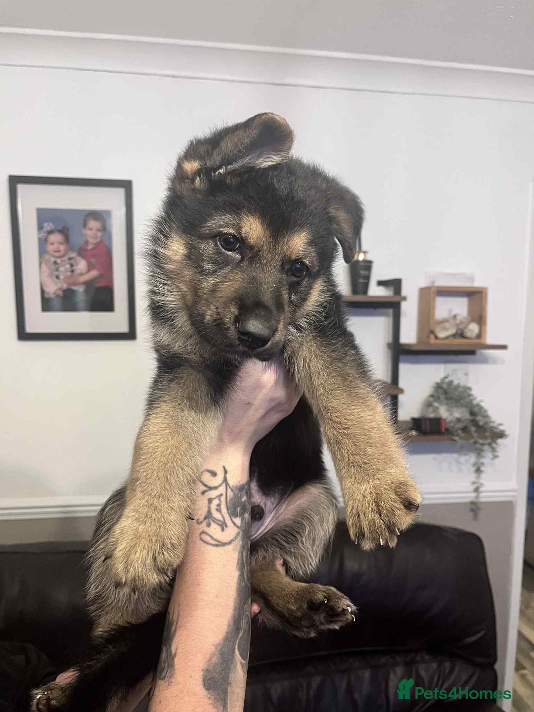German Shepherd dogs for sale: German Shepherd pups - Advert 10