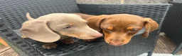 Miniature Dachshund dogs for sale: Beautiful Miniature Dachshund KC Registered  in Brentwood - Advert 11