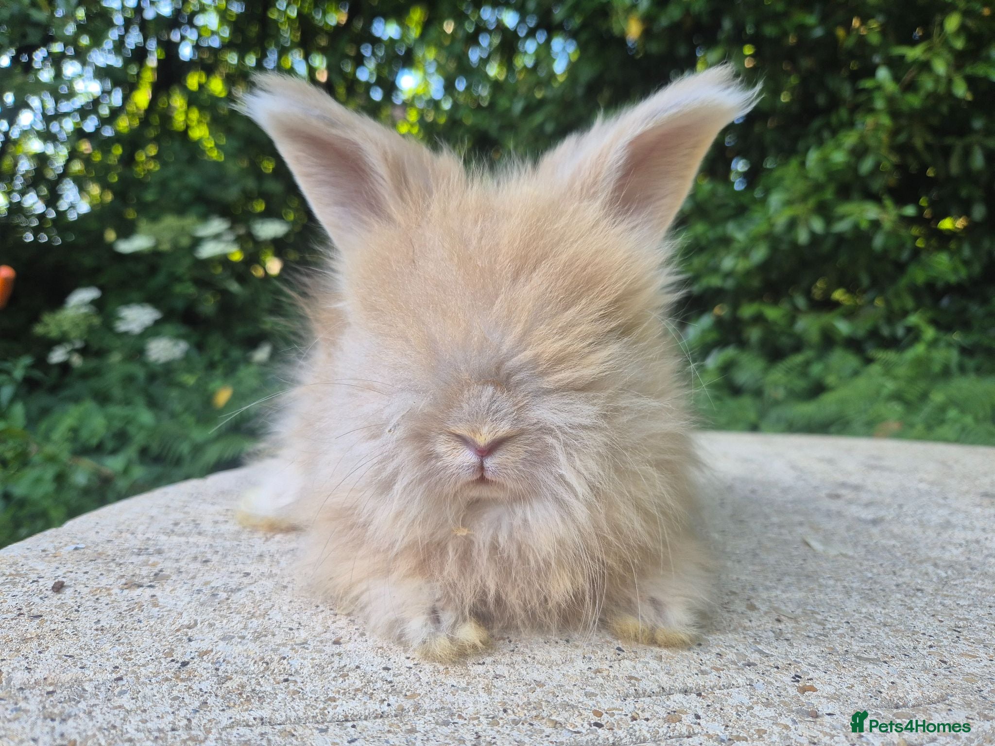 Angora rabbits 🌟STUNNING ANGORA BABIES- maxi full face 🌟 - Advert 1