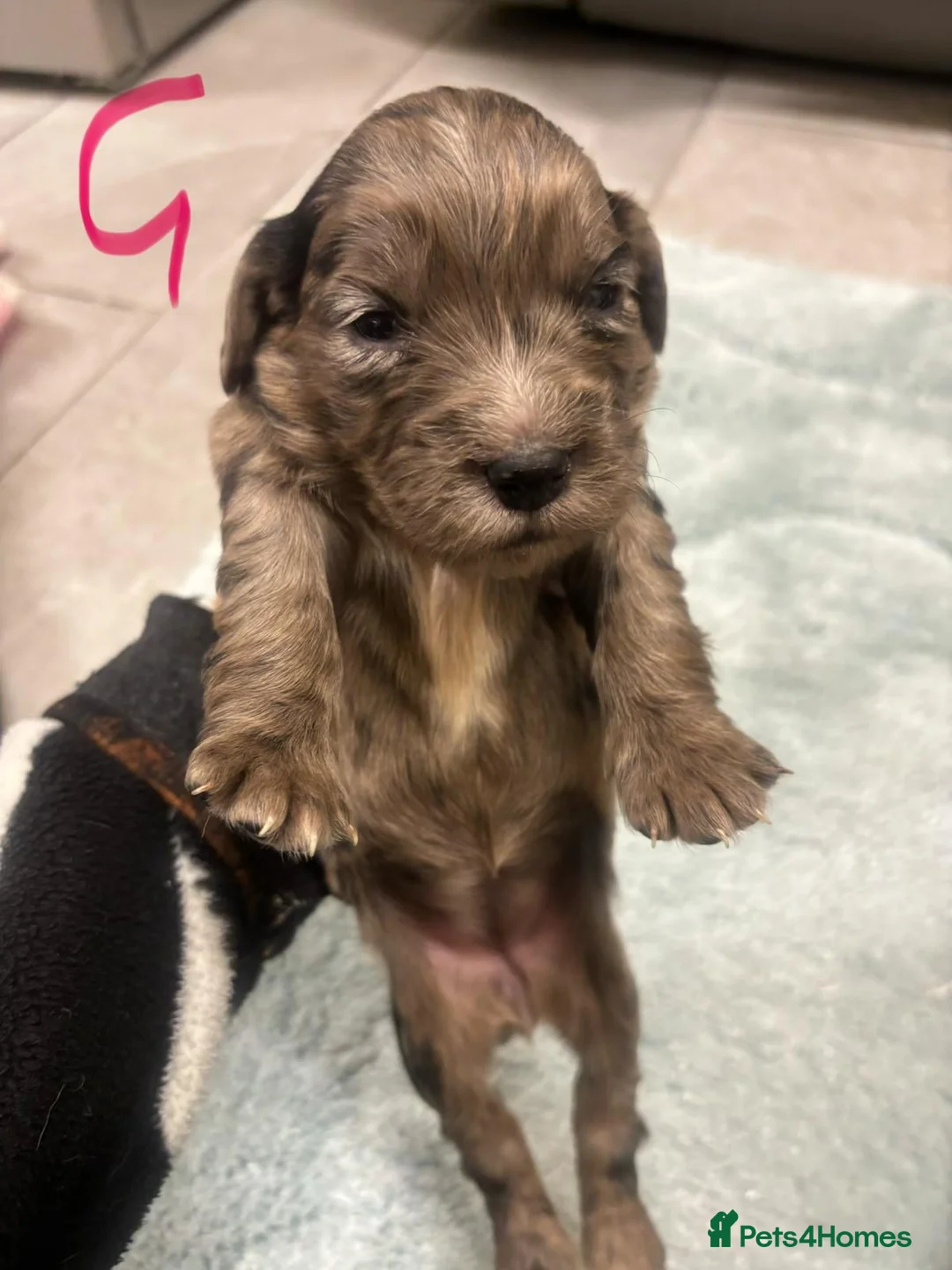 Cocker Spaniel dogs for sale: COCKER SPANIEL PUPS READYp - Advert 8