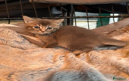 Mixed Breed cats for sale: Maine coon x Scottish fold kittens - Image 28