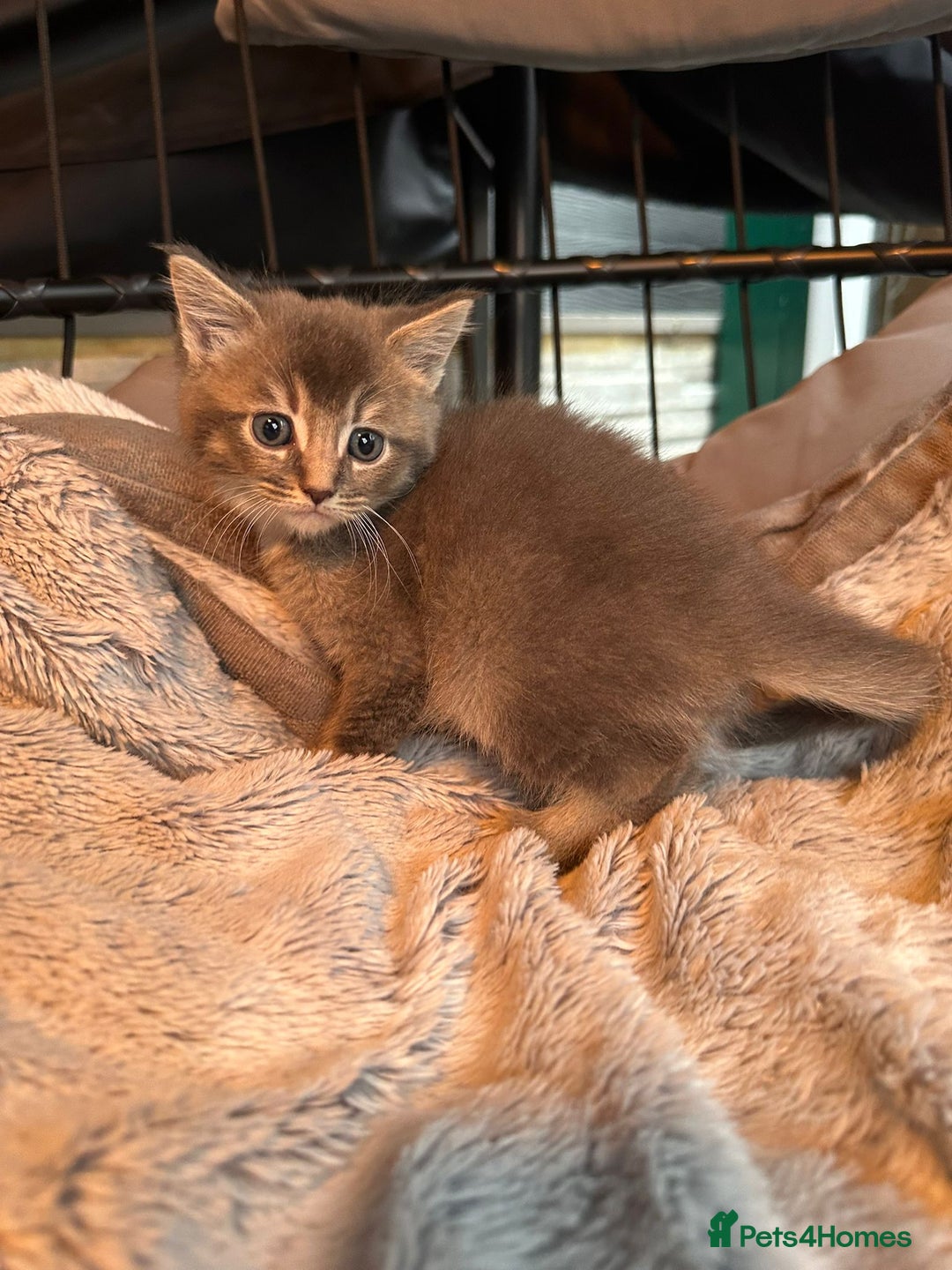 Mixed Breed cats for sale: Maine coon x Scottish fold kittens - Image 28
