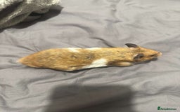 Hamster rodents for sale: Gorgeous 1 year old Syrian Hamster - Image 4
