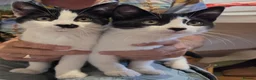 Domestic Shorthair cats for sale: Dynamic Duo Looking for an Outdoor Adventure! in Hook - Advert 12