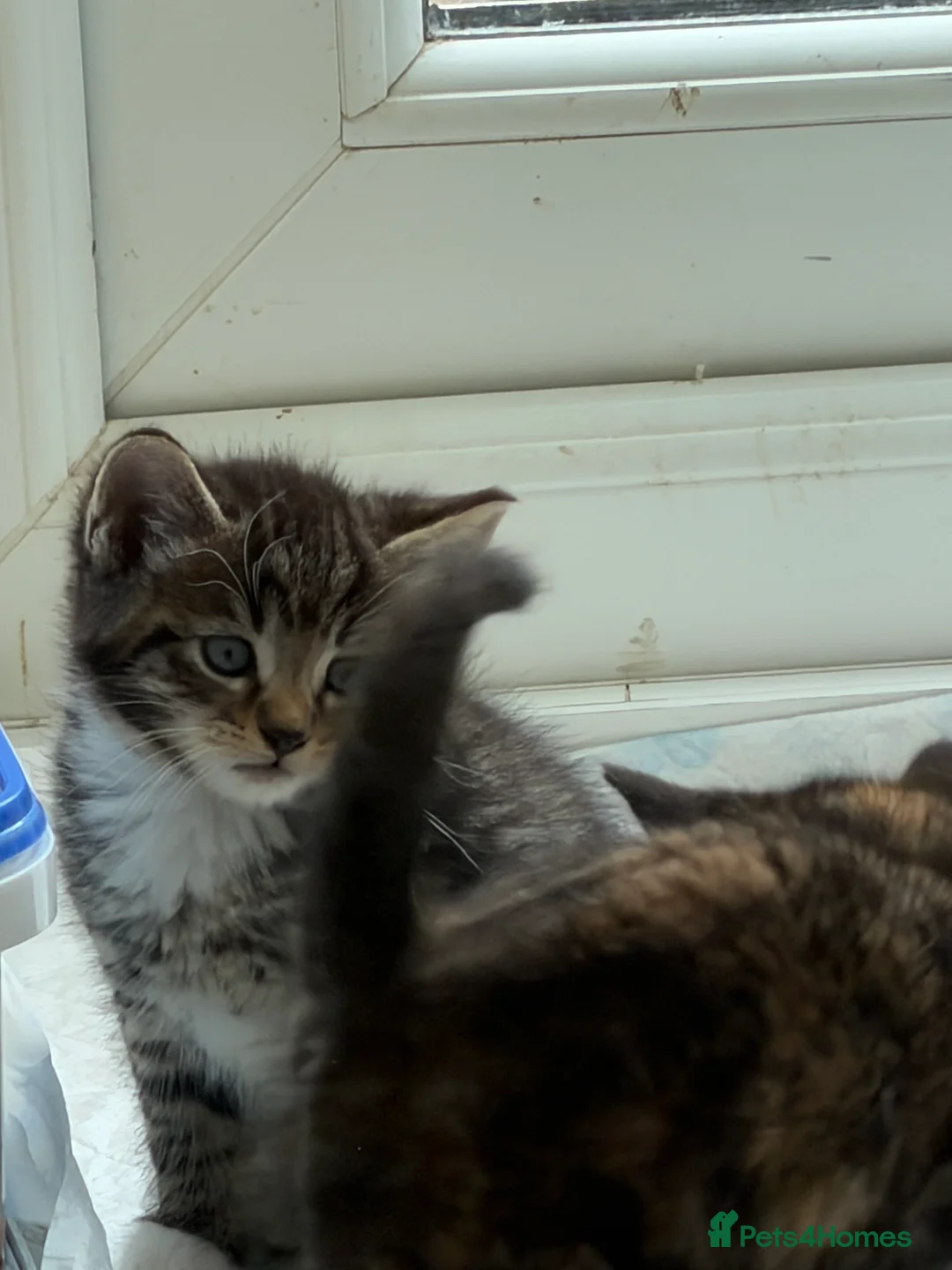 Mixed Breed cats for sale: Beautiful Tabby x Bengal Boy  in Milton Keynes - Advert 2