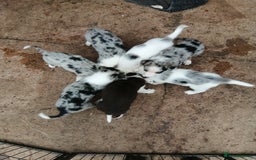 Bearded Collie dogs for sale: Beautiful blue merle collie pups! Workers or pets - Image 1