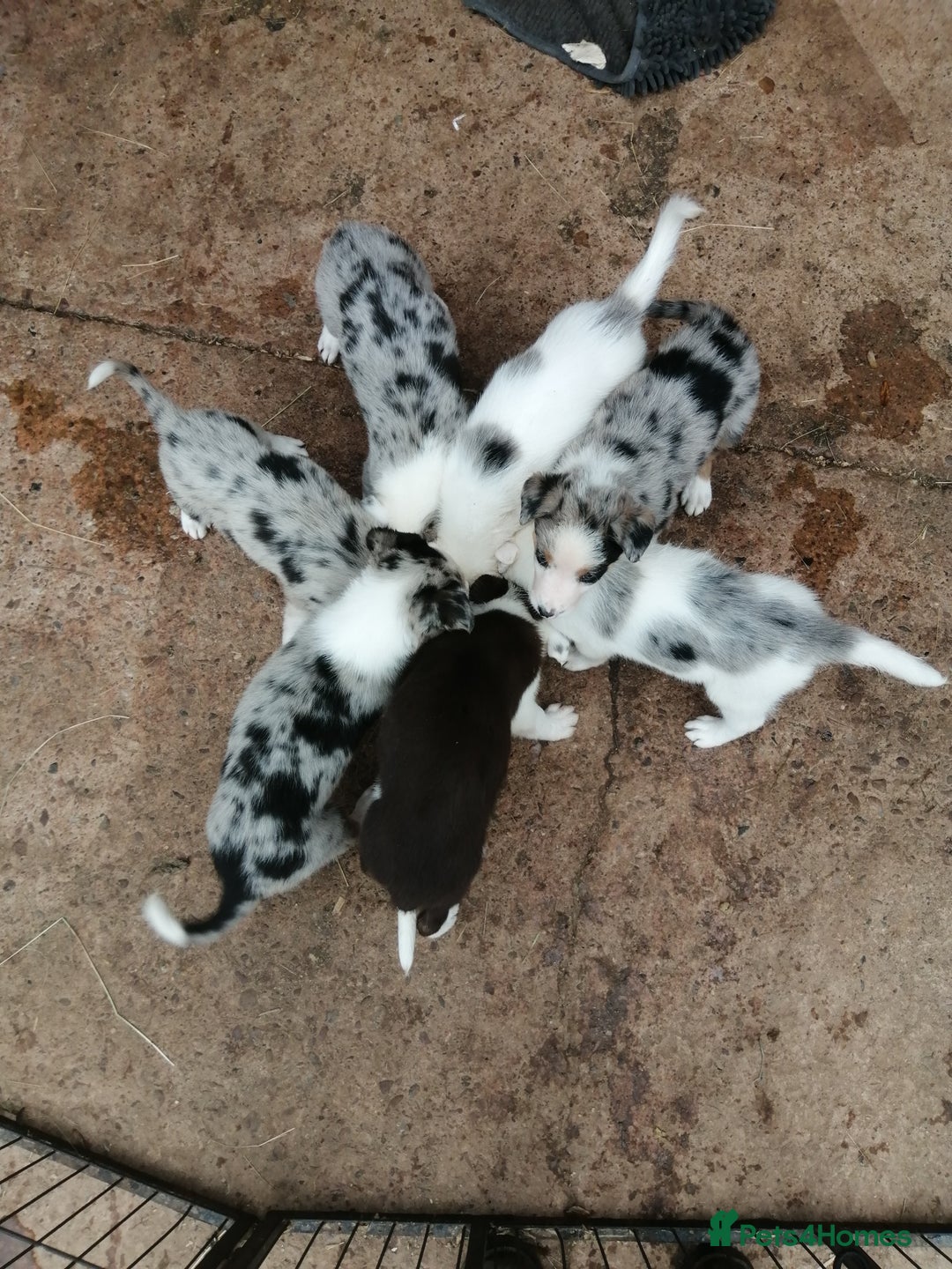 Bearded Collie dogs for sale: Beautiful blue merle collie pups! Workers or pets - Image 1