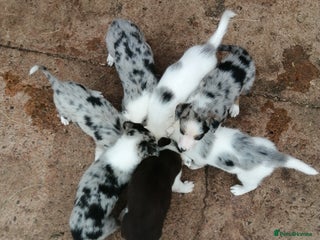 Bearded Collie dogs - Advert 2