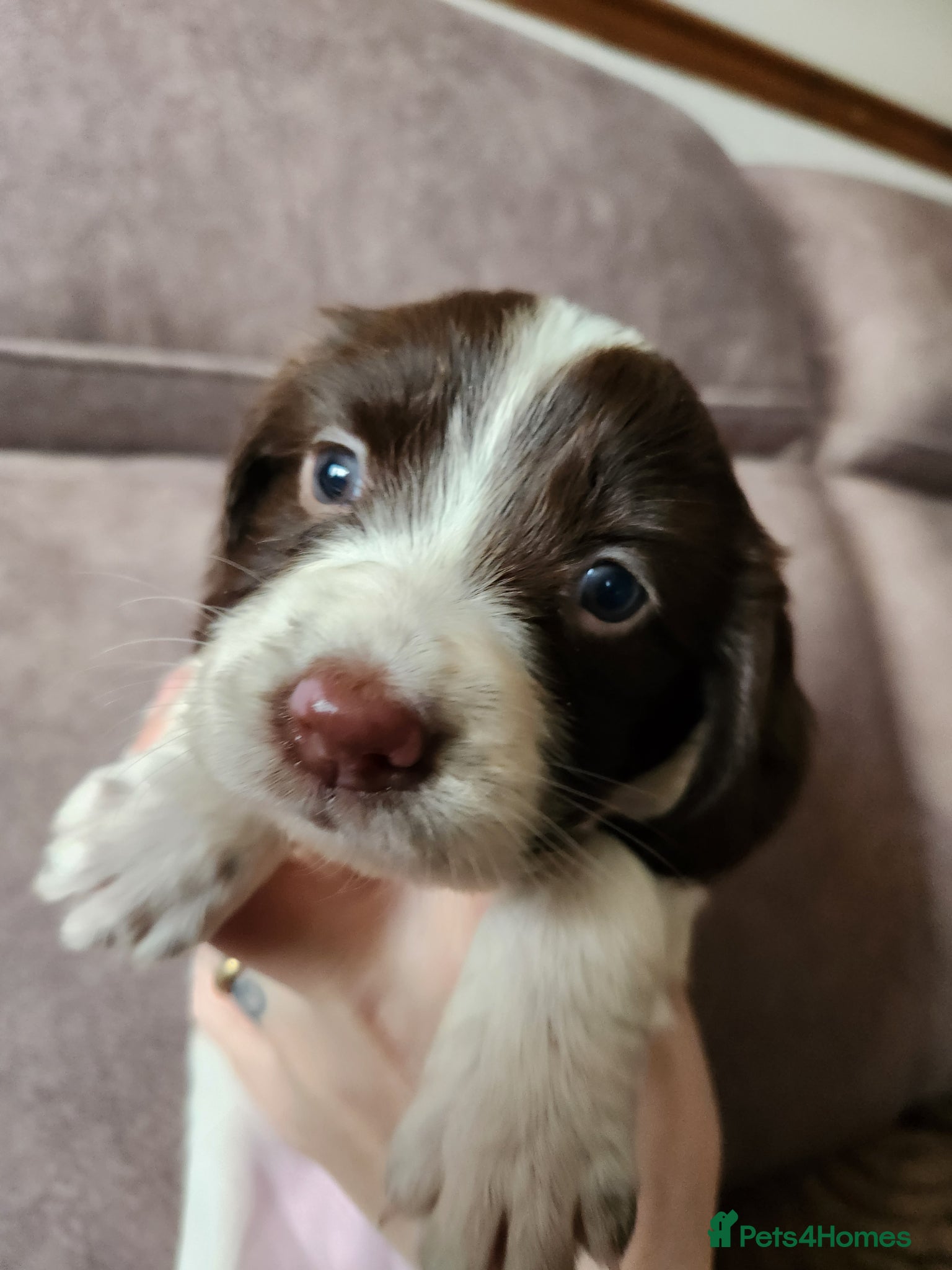 English Springer Spaniel dogs Springer spaniel pups - Advert 2
