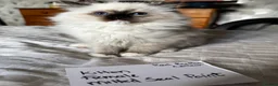 Ragdoll cats for sale: Beautiful Ragdoll kittens - Advert 18