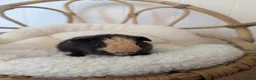 Guinea Pig rodents for sale: Teddy Babies - Advert 5