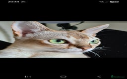 Singapura cats for sale: Singapura boy  - Image 2