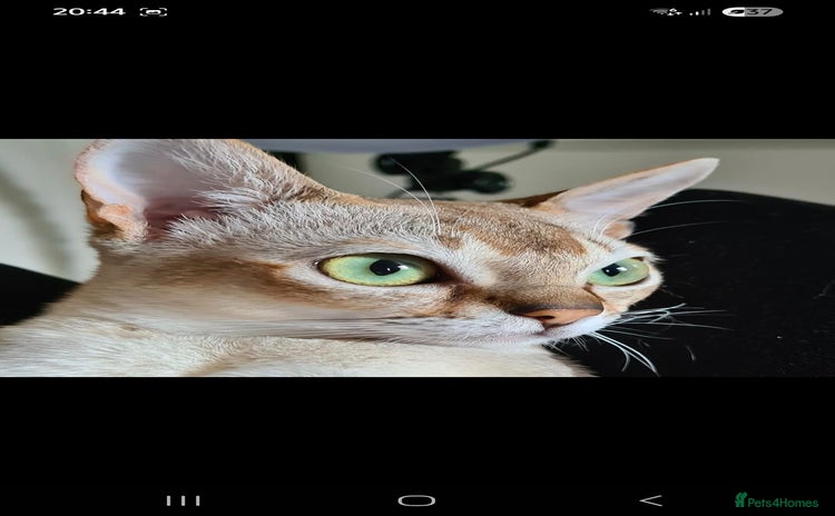 Singapura cats - Advert 1