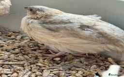 Quail poultry for sale: 4 1/2 week old mix of coturnix quails - Image 4