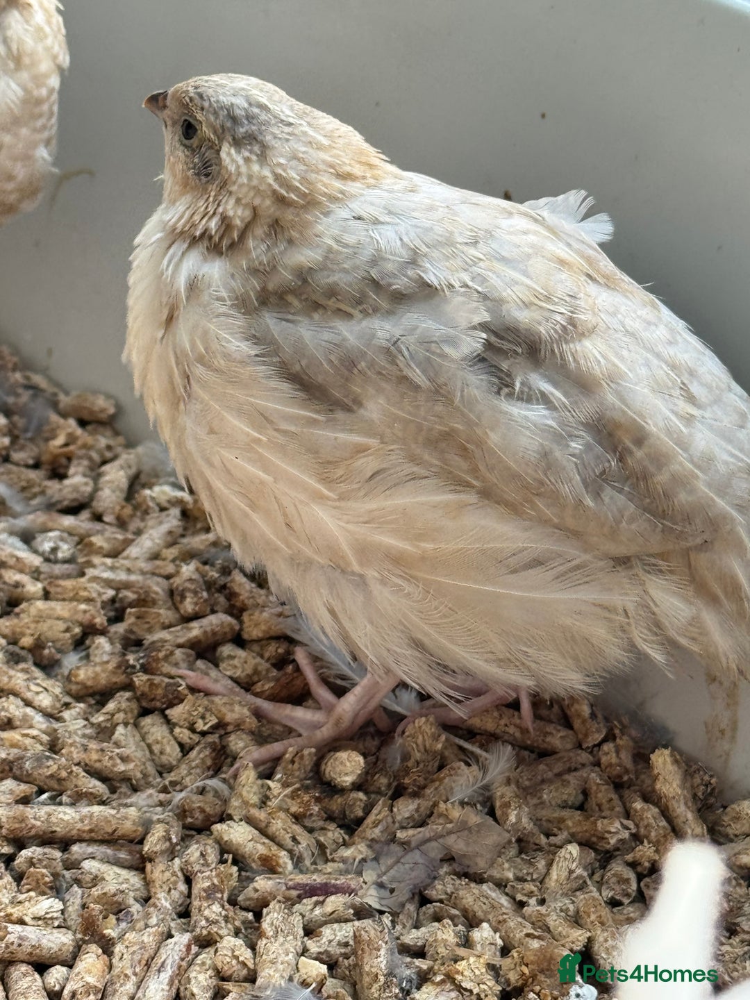 Quail poultry for sale: 4 1/2 week old mix of coturnix quails - Image 4