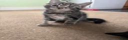 Domestic Shorthair cats for sale: 4 Kittens in Dunmow - Advert 8
