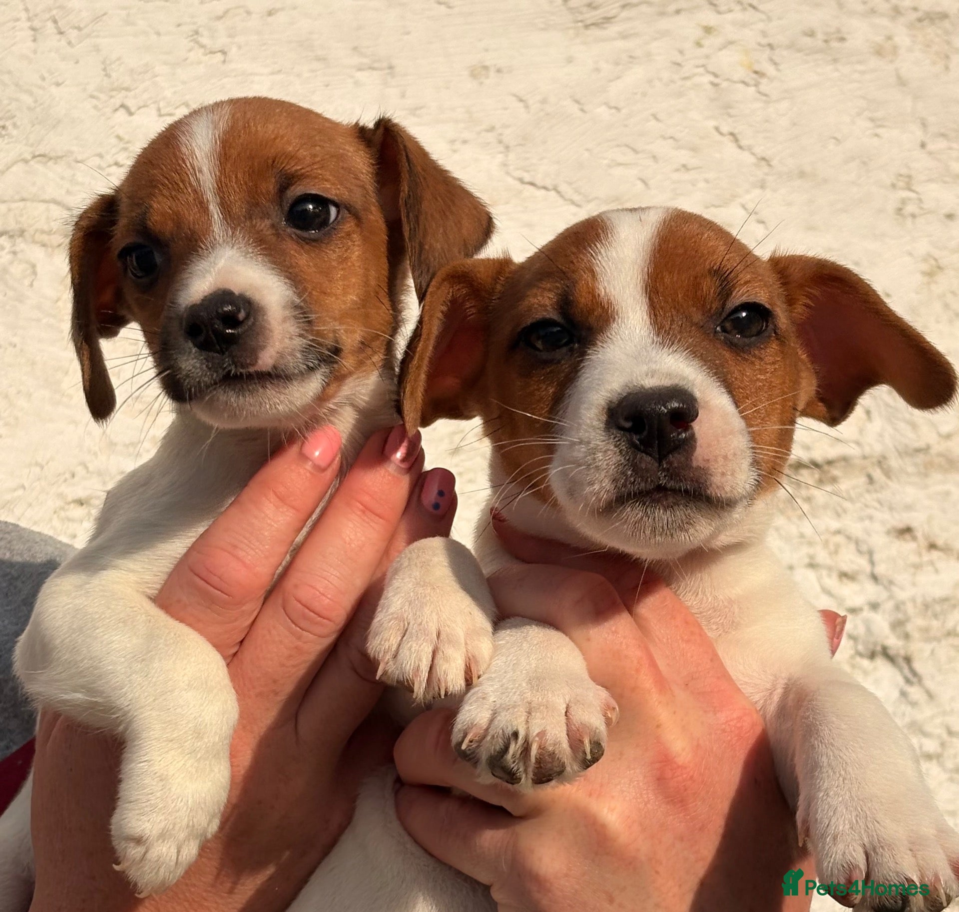 Jack Russell dogs Beautiful Jack Russell puppies - Advert 2