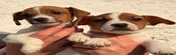 Jack Russell dogs for sale: Beautiful Jack Russell puppies - Advert 2