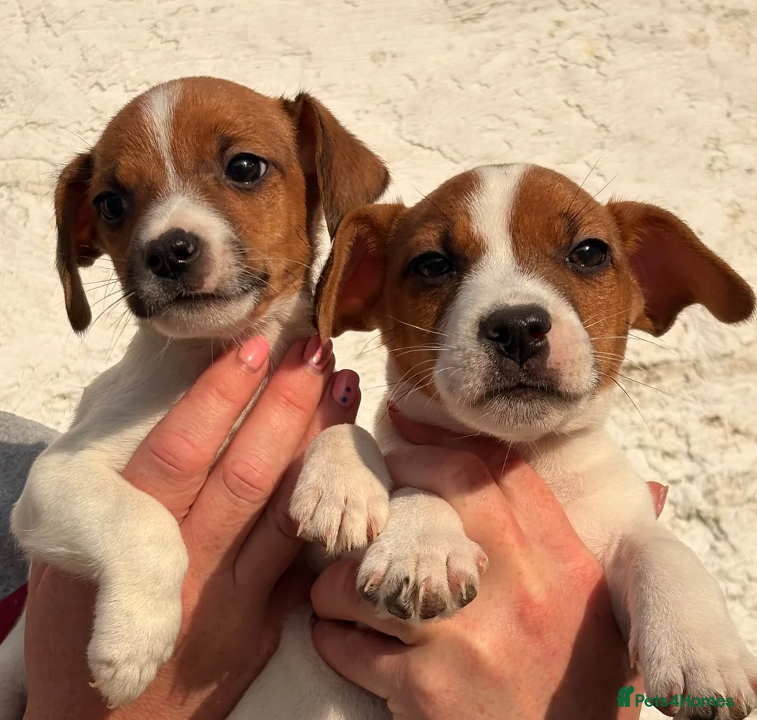 Jack Russell dogs for sale: Beautiful Jack Russell puppies - Advert 2