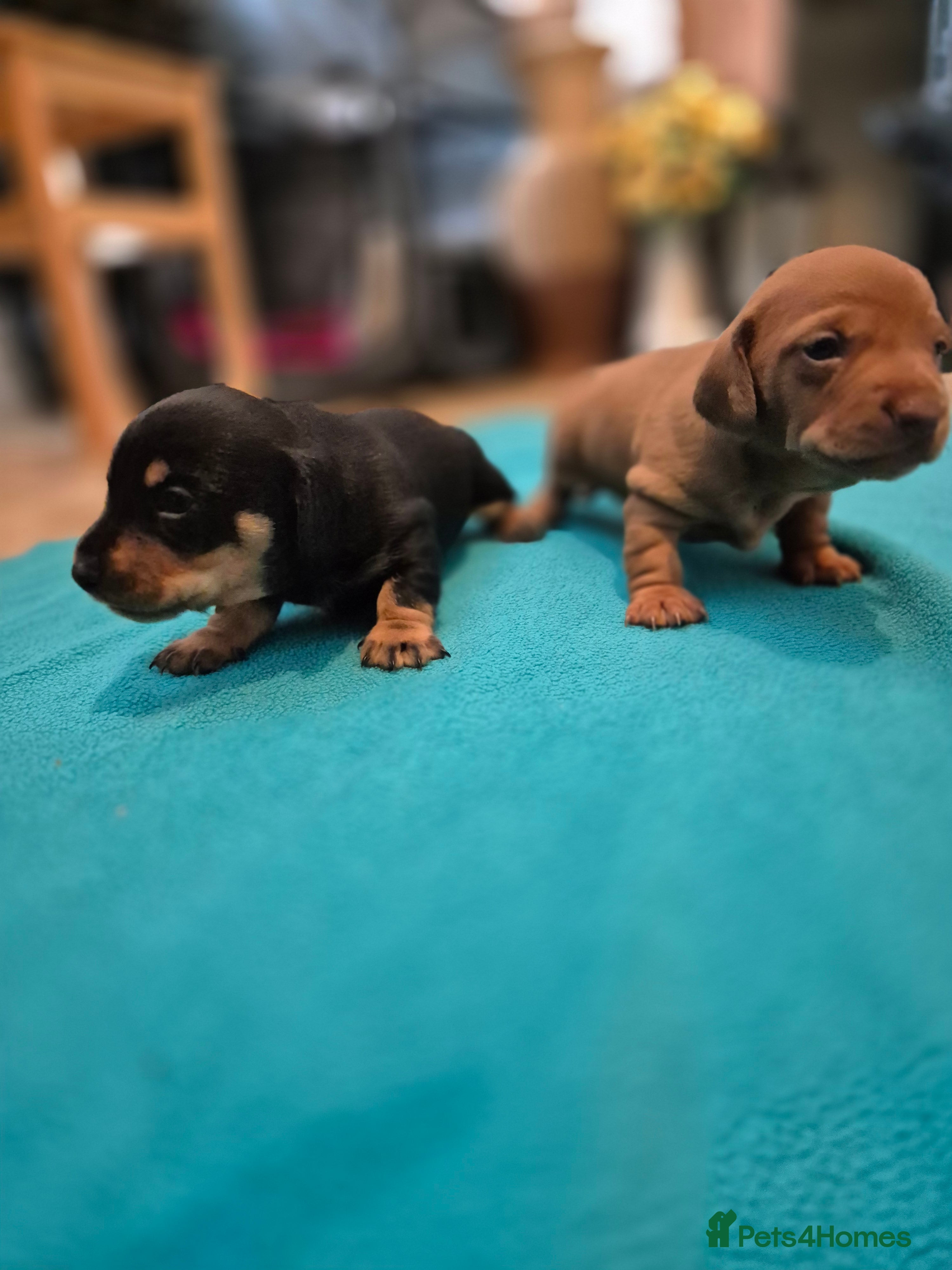 Miniature Dachshund dogs Champion Miniature Dachshunds KC registered  - Advert 18