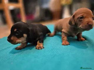 Miniature Dachshund dogs Champion Miniature Dachshunds KC registered - Advert 18