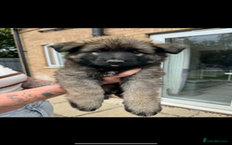 German Shepherd dogs for stud: FOR STUD (PROVEN)  in Doncaster - Image 16