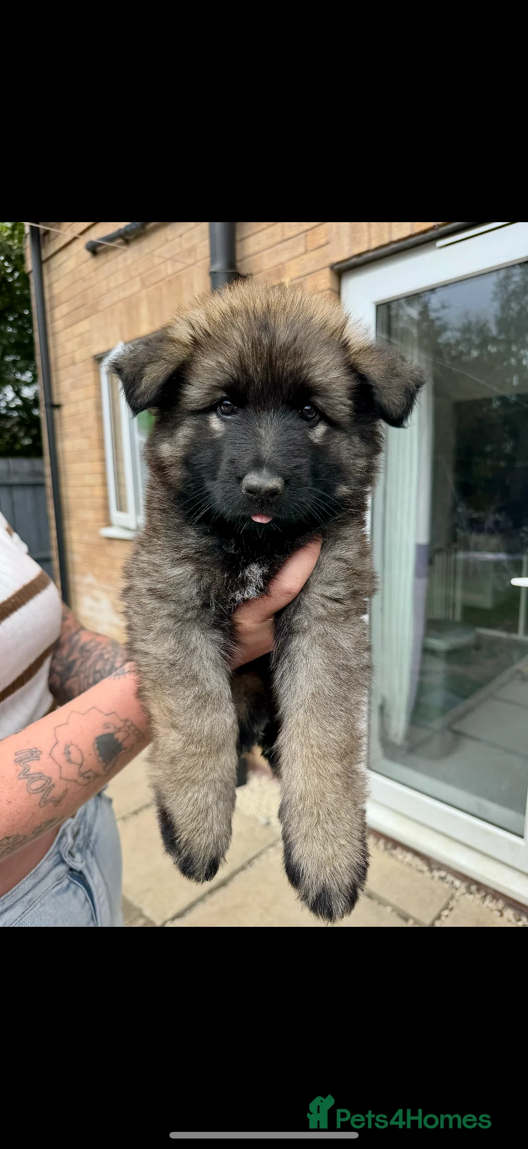 German Shepherd dogs for stud: FOR STUD (PROVEN)  in Doncaster - Advert 20