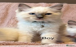 Ragdoll cats for sale: Beautiful Ragdoll cats  - Image 8
